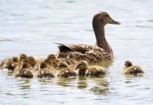 Filosofi di Balik Tenangnya Bebek Berenang, Ada Pelajaran Hidup yang Mendalam