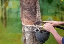 Merawat Harapan dari Tetesan Getah Karet di Kala Fajar