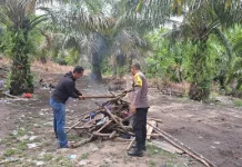 Polsek Belitang Hilir Bongkar Arena Sabung Ayam