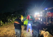 Pohon Tumbang di Jalan Adisucipto, Arus Lalu Lintas Sempat Tersendat