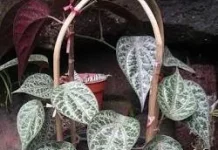 Tanaman Obat Kaya Manfaat: Mengenal Sirih Merah dan Khasiatnya bagi Kesehatan