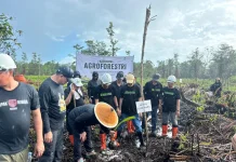 Agroforestry di Sungai Amoy Rehabilitasi Hutan Terbuka Bekas Kebakaran