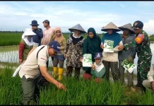 Babinsa Dampingi Petani Pantau Pertumbuhan Padi di Sambas