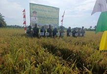 Panen Padi Desa Gelik Perkuat Produksi Pangan di Sambas