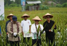 Pontianak Utara Tetap Jadi Sentra Hortikultura