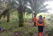 Pria Hilang di Kebun Sawit Sekadau Hulu, Tim SAR Lakukan Pencarian