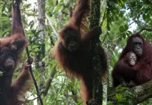 Lima Orangutan Dilepasliarkan ke Taman Nasional Betung Kerihun