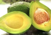 Konsumsi Buah Alpukat untuk Anak, Investasi Kesehatan Bernilai