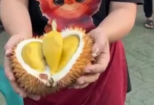 Mengenal Durian Premium Balai Karangan yang Sudah Hadir di Pontianak