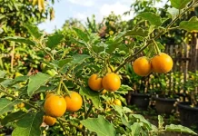 Terung Asam, Buah Eksotis Kalimantan yang Bikin Masakan Makin Gurih dan Sehat