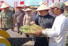 Panen Raya TNI di Kubu Raya, Wujud Sinergi Membangun Ketahanan Pangan