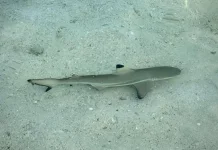 Mengenal Baby Shark Hiu Sirip Hitam, Penghuni Laut Pesisir yang Ramah dan Menawan