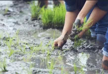 Petani Tradisional dan Ketahanan Pangan Lokal