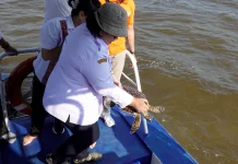 Tersangkut Jaring Nelayan,  Seekor Penyu Sisik Berhasil Dilepasliarkan