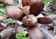 Tengkawang, Mentega Hutan hingga Ekonomi Warga