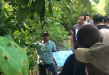 Eksplorasi Desa Medan Mas Kubu Raya: Simpan 12 Jenis Mangrove