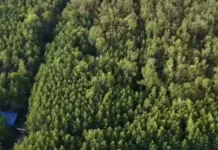 Peringati Hari Mangrove Sedunia 2026, MMC Akan Tanam 5.000 Bibit