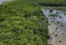 Hutan Mangrove di Pesisir Mempawah Terus Berkembang, Kini Capai 51 Hektare