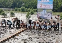 Penanaman 10 Ribu Mangrove, Untan Perkuat Restorasi Pesisir