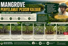 Mengapa Mangrove Kalbar Begitu Berharga? Ini Jenis-Jenisnya
