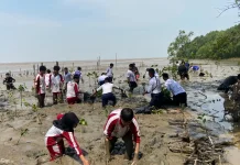 Ribuan Bibit Mangrove Ditanam, Pulihkan Pesisir Mempawah