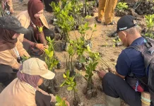 Penanaman 1.000 Pohon Mangrove pada Hari Mangrove Sedunia di Pantai Tanjung Burung