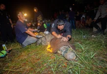Buaya Muara Tersangkut Jaring Nelayan Berhasil Dievakuasi