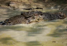 Buaya Muara Sepanjang 4,5 meter Dievakuasi ke Balai PK Pontianak