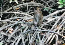Kalbar Miliki 170 Hektare Hutan Mangrove