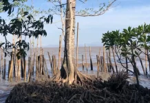 Penemuan Bruguiera Hainesii di Kubu Raya Jenis Mangrove Langka di Dunia