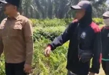 Kolaborasi Pemkab Kubu Raya dan Pemprov Kalbar Menangani Karhutla di Kec KMB
