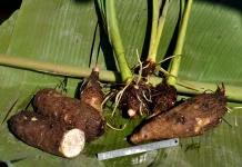 Lagi Tren Ganti Bahan Masakan Pakai Kimpul, Sebenarnya Apa Itu Kimpul?