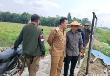 Kadis Ketahanan Pangan dan Pertanian Tinjau Lahan Sawah LP2P di Desa Kuala Mandor B