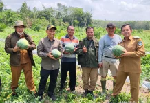 Potensi Semangka sebagai Salah Satu Pengembangan Komoditas di Kubu Raya