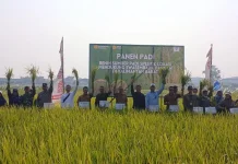 Benih Padi Spesifik Lokasi Dipanen, 191 Hektare di Sungai Raya Dapat Dukungan PMAAS