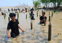 Aksi Tanam Mangrove di Sungai Bakau Kecil, Perkuat Pesisir dari Abrasi