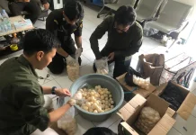 Karantina Kalimantan Barat Amankan Ribuan Telur Penyu Hijau