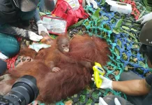 Karhutla Ancam Habitat, Empat Orangutan Dievakuasi di Ketapang