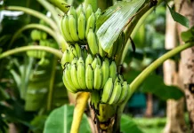 Pisang Punya Fakta Botani yang Menarik