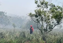 Hanya Sisa Pendinginan, BPBD Pastikan Tidak Ada Titik Api di Kota Pontianak