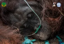 Orangutan Jantan Ditemukan Lemas, Diduga Terdampak Asap Karhutla di Ketapang
