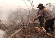 Karhutla Hanguskan Tiga Hektare Lahan Gambut di Mempawah