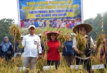 Panen Benih Padi Inpari 32 di Jelimpo, Karolin Soroti Rantai Pemasaran Petani