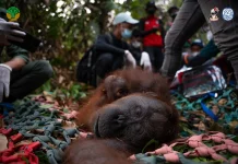Habitat Terbakar, Induk dan Anak Orangutan di Ketapang Dievakuasi