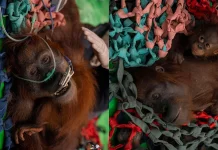 Tiga Orangutan Dievakuasi dari Area Terdampak Karhutla di Kayong Utara