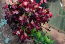 Khasiat Bunga Belimbing Wuluh untuk Kesehatan