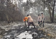 Hujan Belum Padamkan Bara Gambut, Satgas Sisir Karhutla di Kubu Raya