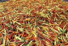 Kemarau Picu Harga Cabai di Pontianak Tembus Rp130 Ribu