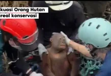 Petugas Gabungan Selamatkan Orangutan ditengah Karhutla di Ketapang