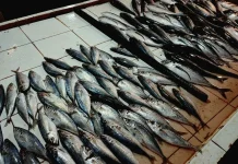 Harga Ikan di Pasar Flamboyan Pontianak Ikuti Pasokan Agen